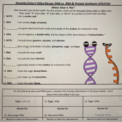 Amoeba sisters protein synthesis answer key