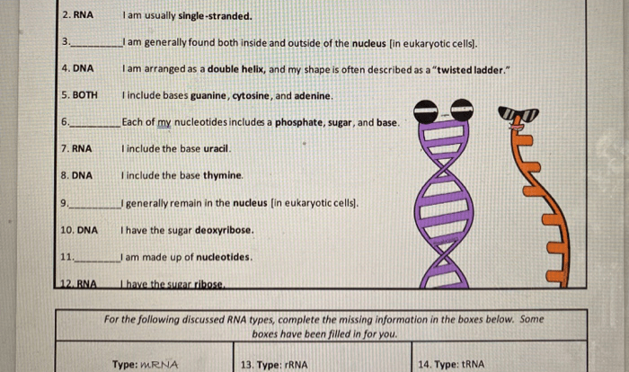 Amoeba sisters protein synthesis answer key