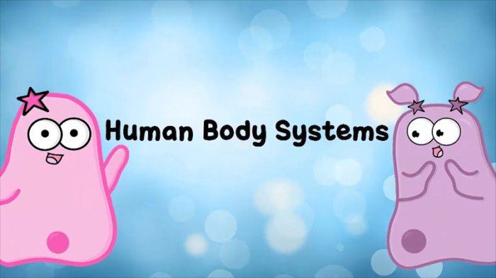 Amoeba sisters the eleven human body systems answer key