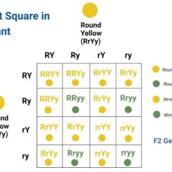 Punnett square inheritance genetics mendelian genotype squares offspring mating heredity pressbooks humanbiology tru proportions