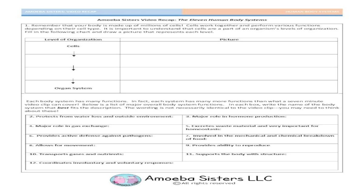 Amoeba sisters the eleven human body systems answer key