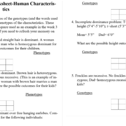 Punnett square worksheet human characteristics